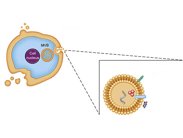 Titleimage: Center for Extracellular Vesicle Research (EVR)